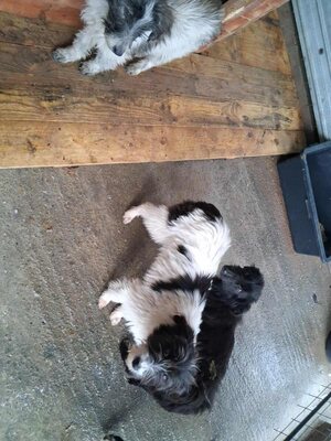 Strubbelmaus Fee wartet auf ihr Für immer Zuhause, Mischling - Hündin