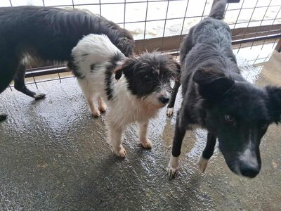 Strubbelmaus Fee wartet auf ihr Für immer Zuhause, Mischling - Hündin