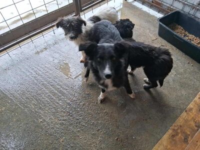 Strubbelmaus Fee wartet auf ihr Für immer Zuhause, Mischling - Hündin