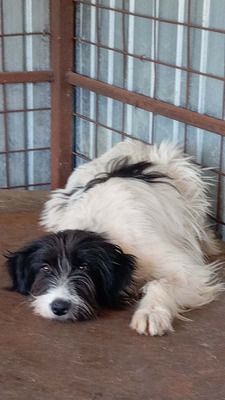 Strubbelmaus Fee wartet auf ihr Für immer Zuhause, Mischling - Hündin