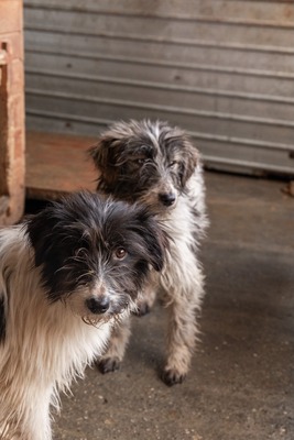 Strubbelmaus Fee wartet auf ihr Für immer Zuhause, Mischling - Hündin