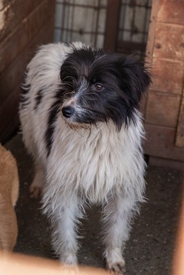 Strubbelmaus Fee wartet auf ihr Für immer Zuhause, Mischling - Hündin