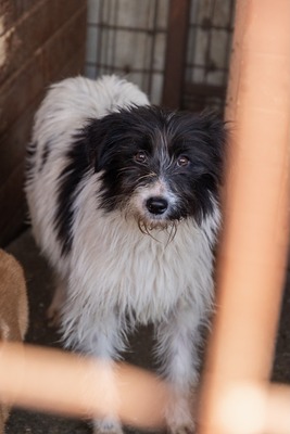 Strubbelmaus Fee wartet auf ihr Für immer Zuhause, Mischling - Hündin