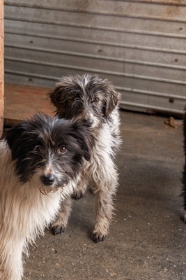 Strubbelmaus Fee wartet auf ihr Für immer Zuhause, Mischling - Hündin