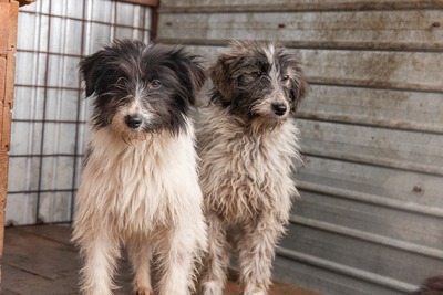 Strubbelmaus Fee wartet auf ihr Für immer Zuhause, Mischling - Hündin