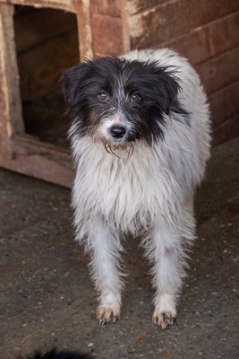 Strubbelmaus Fee wartet auf ihr Für immer Zuhause, Mischling - Hündin