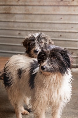 Strubbelmaus Fee wartet auf ihr Für immer Zuhause, Mischling - Hündin