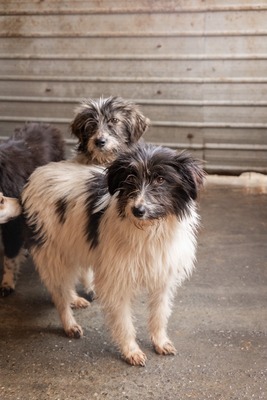 Strubbelmaus Fee wartet auf ihr Für immer Zuhause, Mischling - Hündin