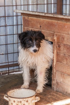 Strubbelmaus Fee wartet auf ihr Für immer Zuhause, Mischling - Hündin