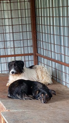 Strubbelmaus Fee wartet auf ihr Für immer Zuhause, Mischling - Hündin