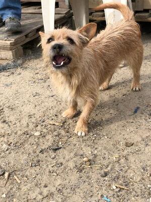 Strubbi, Mischling - Rüde