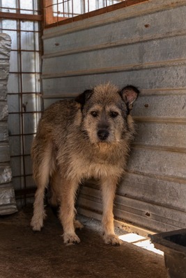 💛 Strupi – ein großer Hund mit einem noch größeren Herzen 🐾, Mischling - Rüde