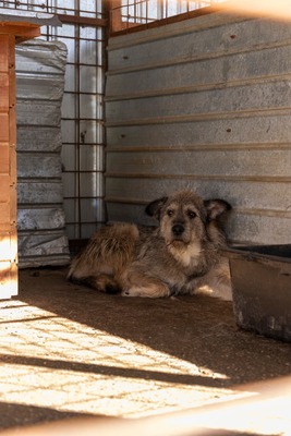 💛 Strupi – ein großer Hund mit einem noch größeren Herzen 🐾, Mischling - Rüde