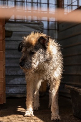💛 Strupi – ein großer Hund mit einem noch größeren Herzen 🐾, Mischling - Rüde