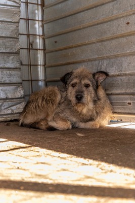 💛 Strupi – ein großer Hund mit einem noch größeren Herzen 🐾, Mischling - Rüde