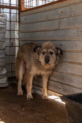 💛 Strupi – ein großer Hund mit einem noch größeren Herzen 🐾, Mischling - Rüde