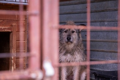 💛 Strupi – ein großer Hund mit einem noch größeren Herzen 🐾, Mischling - Rüde