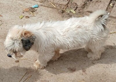 Struppi, Mix - Rüde