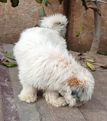 Struppi, Mix - Rüde