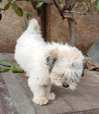 Struppi, Mix - Rüde