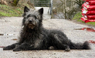 Struppi möchte bei IHNEN sein Glück finden-NOTFALL, Mischling - Rüde