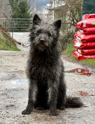 Struppi möchte bei IHNEN sein Glück finden-NOTFALL, Mischling - Rüde