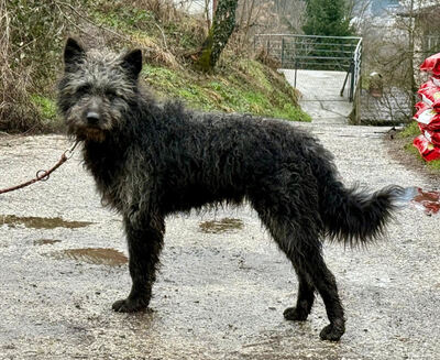 Struppi möchte bei IHNEN sein Glück finden-NOTFALL, Mischling - Rüde