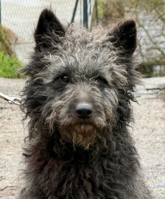 Struppi möchte bei IHNEN sein Glück finden-NOTFALL, Mischling - Rüde