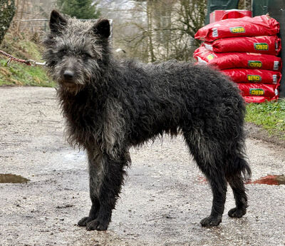 Struppi möchte bei IHNEN sein Glück finden-NOTFALL, Mischling - Rüde
