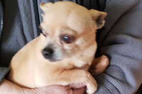 Stubsi, Kurzhaar Chihuahua - Hündin 1
