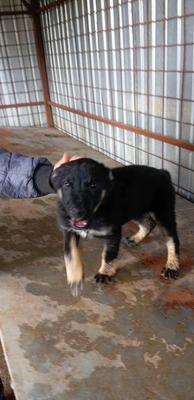 🌩️ Sturm im Herzen, Sonnenschein im Wesen – das ist Stormy! 🌩️, Mischling - Rüde