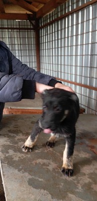 🌩️ Sturm im Herzen, Sonnenschein im Wesen – das ist Stormy! 🌩️, Mischling - Rüde