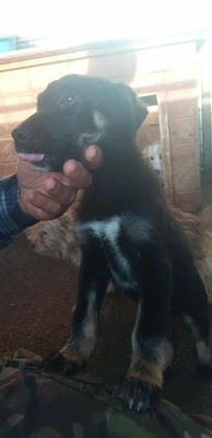 🌩️ Sturm im Herzen, Sonnenschein im Wesen – das ist Stormy! 🌩️, Mischling - Rüde