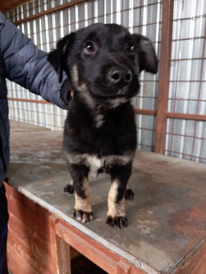 🌩️ Sturm im Herzen, Sonnenschein im Wesen – das ist Stormy! 🌩️, Mischling - Rüde