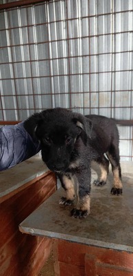 🌩️ Sturm im Herzen, Sonnenschein im Wesen – das ist Stormy! 🌩️, Mischling Welpen - Rüde