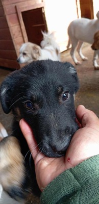 🌩️ Sturm im Herzen, Sonnenschein im Wesen – das ist Stormy! 🌩️, Mischling Welpen - Rüde