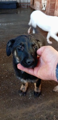 🌩️ Sturm im Herzen, Sonnenschein im Wesen – das ist Stormy! 🌩️, Mischling Welpen - Rüde