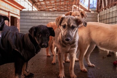 🌩️ Sturm im Herzen, Sonnenschein im Wesen – das ist Stormy! 🌩️, Mischling Welpen - Rüde