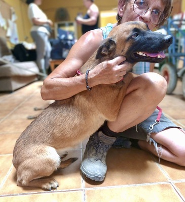 Sua, Malinois - Mix - Hündin
