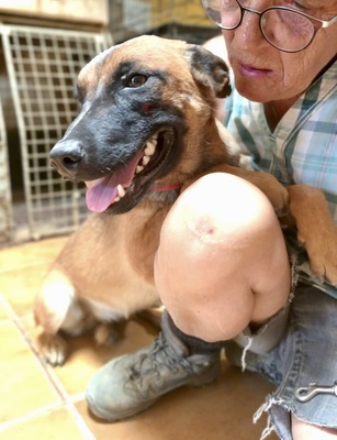 Sua, Malinois - Mix - Hündin