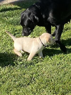 Suan,dila,Toro,nana, Labrador - Retriever Welpen - Hündin