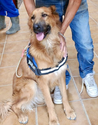 Sudan, Schäferhund -Mix - Hündin