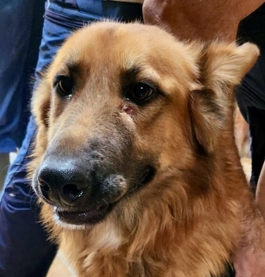 Sudan, Schäferhund -Mix - Hündin
