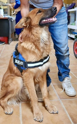 Sudan, Schäferhund -Mix - Hündin