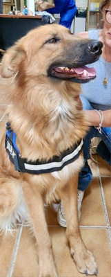 Sudan, Schäferhund - Mix - Rüde