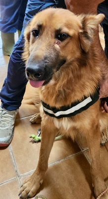 Sudan, Schäferhund - Mix - Rüde