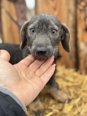 ❤️❤️❤️ SÜGER - Dackel-Mischling - sucht ihre Familie ❤️❤️❤️, Dacke-Mix - Hündin