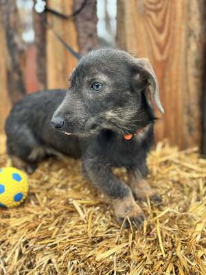 ❤️❤️❤️ SÜGER - Dackel-Mischling - sucht ihre Familie ❤️❤️❤️, Dacke-Mix - Hündin