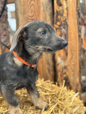 ❤️❤️❤️ SÜGER - Dackel-Mischling - sucht ihre Familie ❤️❤️❤️, Dackel-Mischling - Hündin