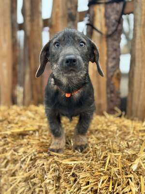 ❤️❤️❤️ SÜGER - Dackel-Mischling - sucht ihre Familie ❤️❤️❤️, Dackel-Mischling - Hündin